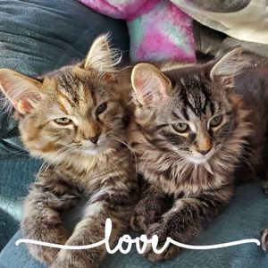 Meet your Posher, Lynanne